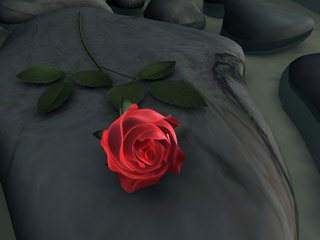 A beautiful red rose lying on the stones at the shore of some dreamy lake.